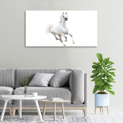 Canvas wall art White Arabic horse