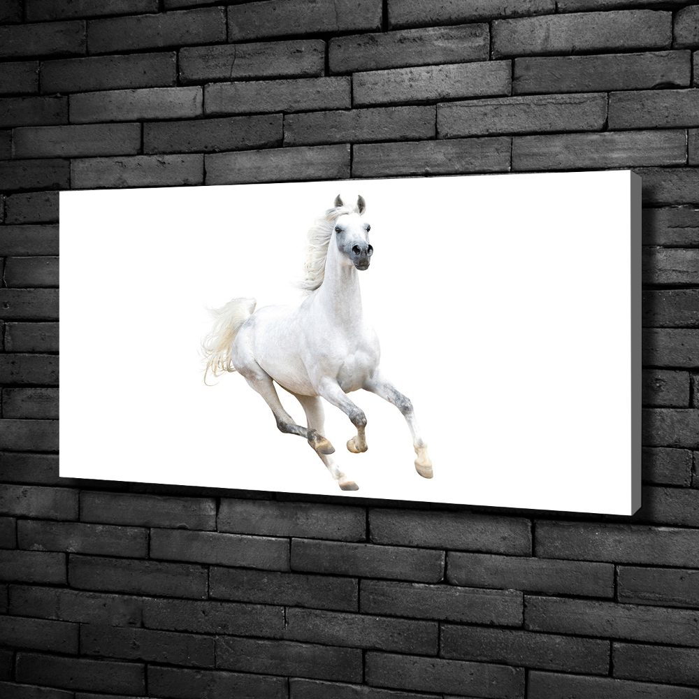 Canvas wall art White Arabic horse