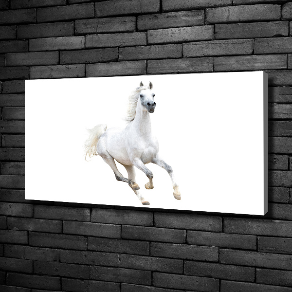 Canvas wall art White Arabic horse