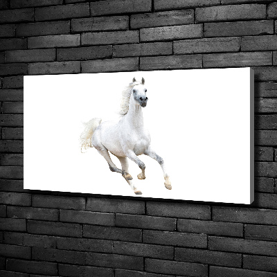 Canvas wall art White Arabic horse