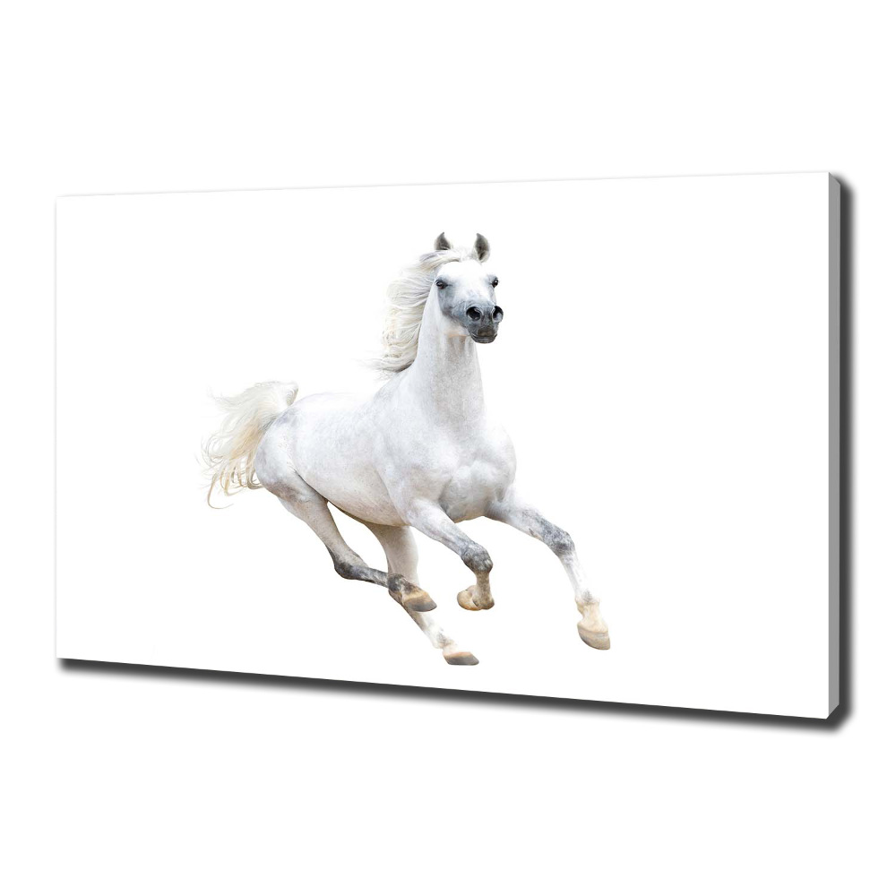 Canvas wall art White Arabic horse