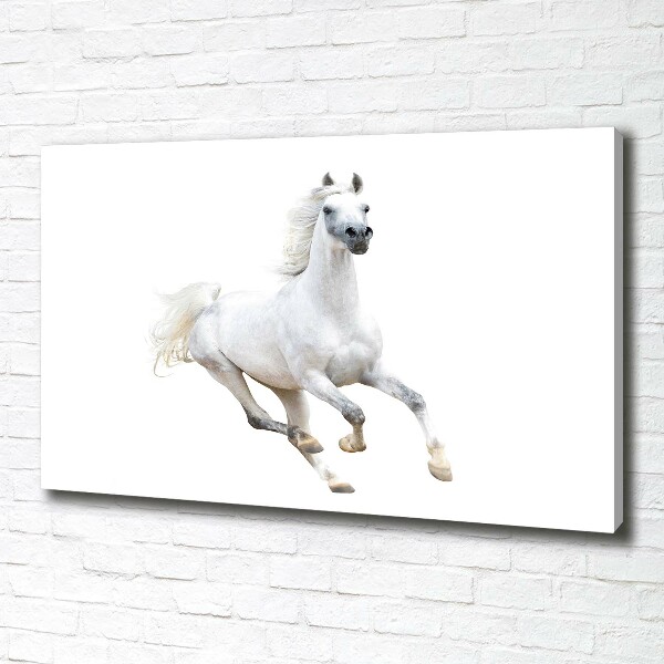 Canvas wall art White Arabic horse