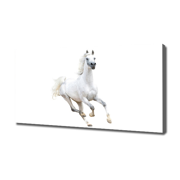 Canvas wall art White Arabic horse