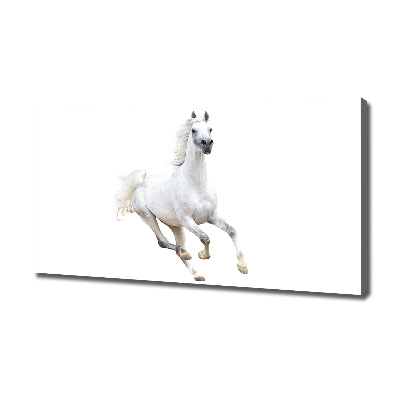 Canvas wall art White Arabic horse