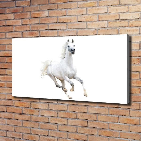 Canvas wall art White Arabic horse