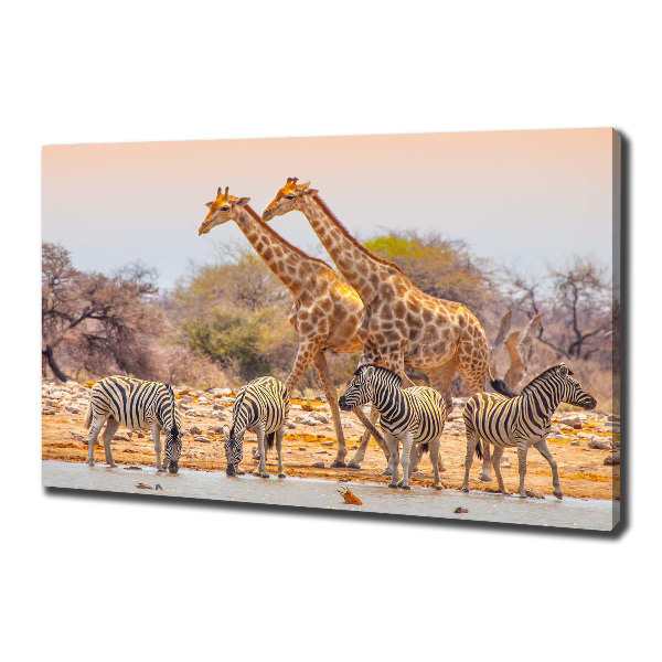 Canvas wall art Giraffes and zebra