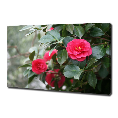 Canvas wall art Camellia