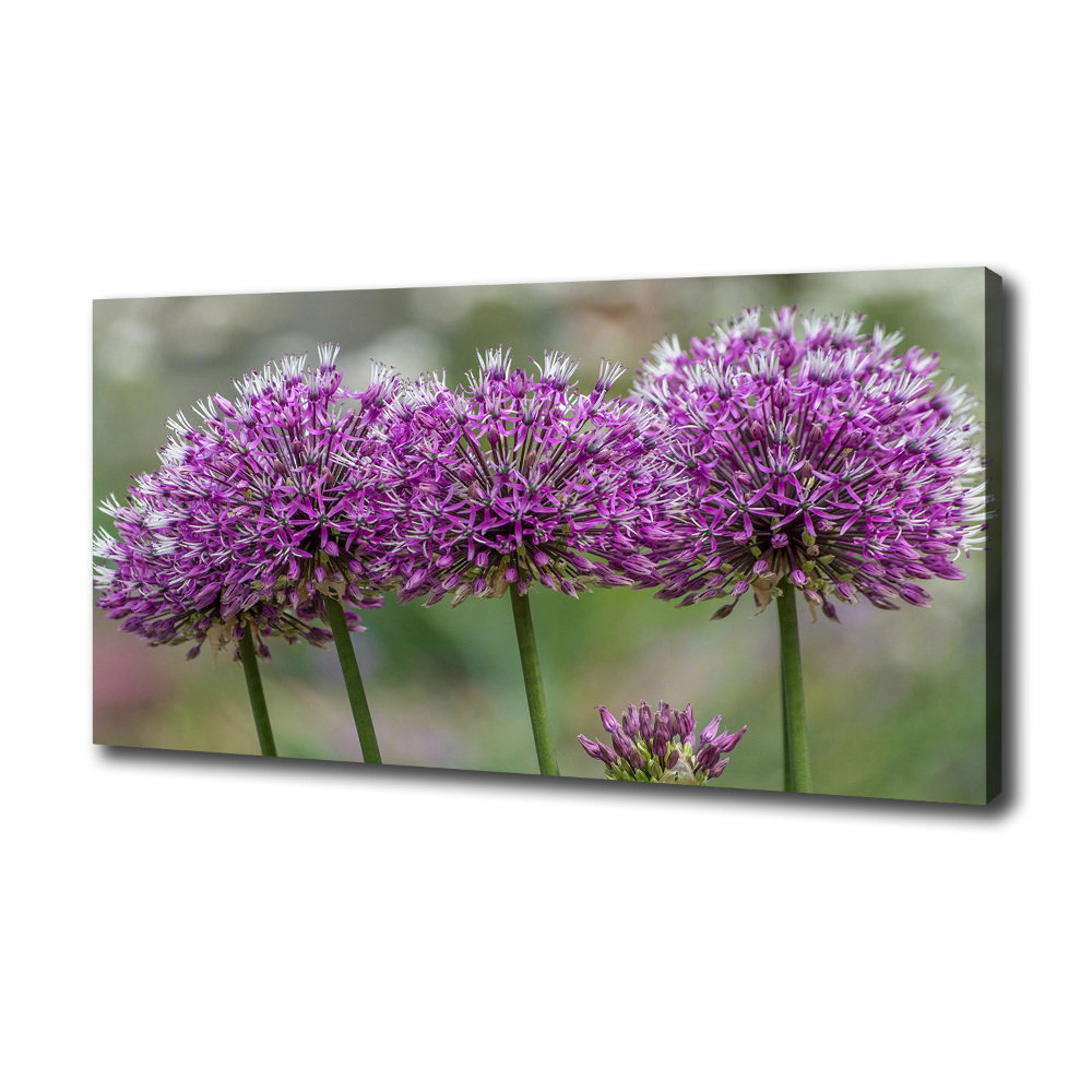 Canvas wall art Garlic flower