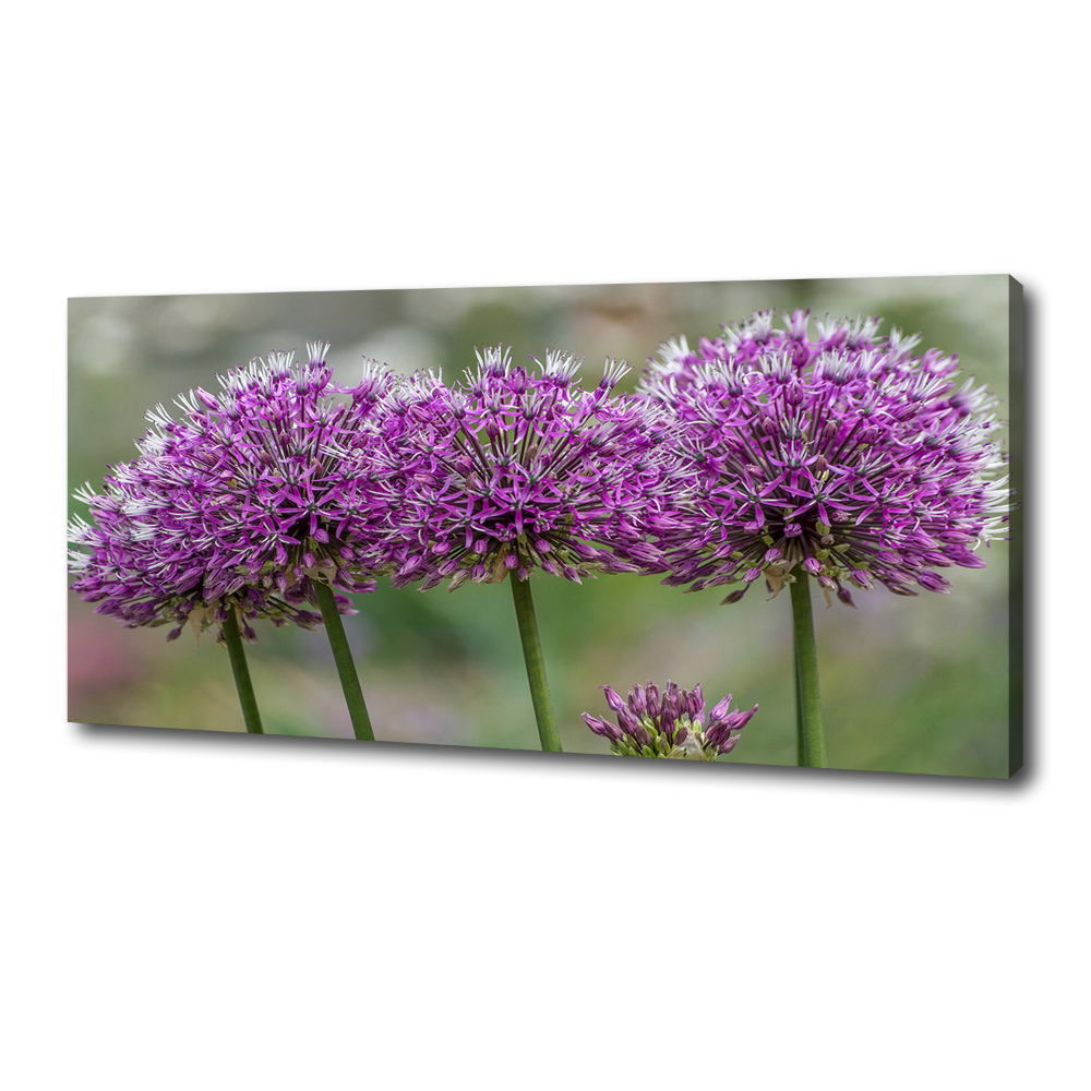 Canvas wall art Garlic flower