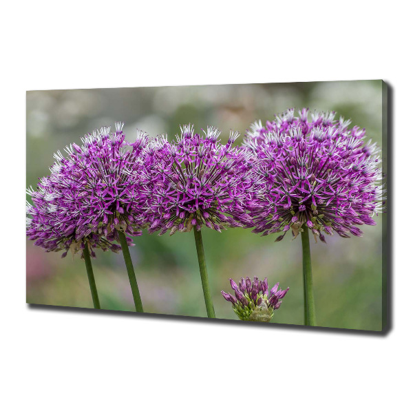 Canvas wall art Garlic flower