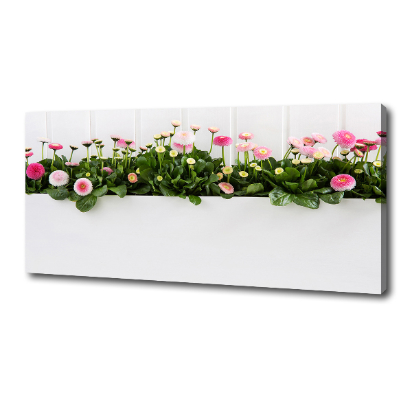 Canvas wall art Pink daisies