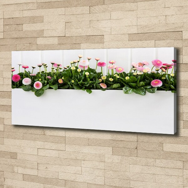 Canvas wall art Pink daisies