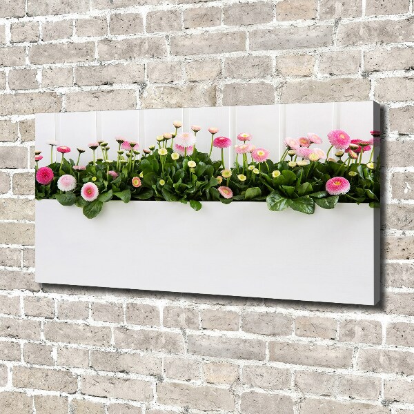 Canvas wall art Pink daisies