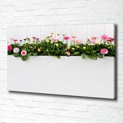 Canvas wall art Pink daisies