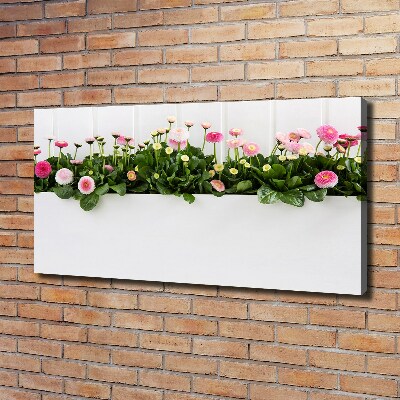 Canvas wall art Pink daisies