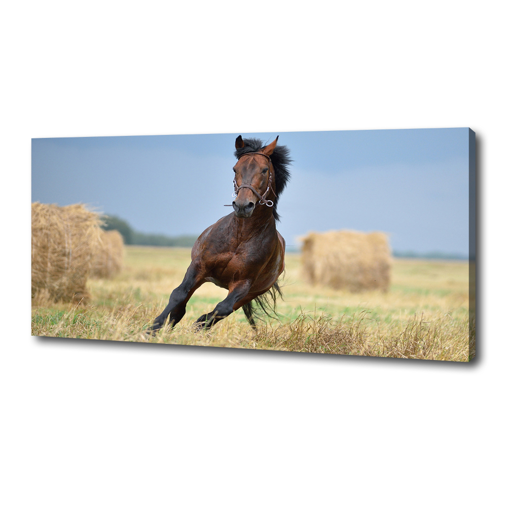 Canvas wall art Horse at a gallop