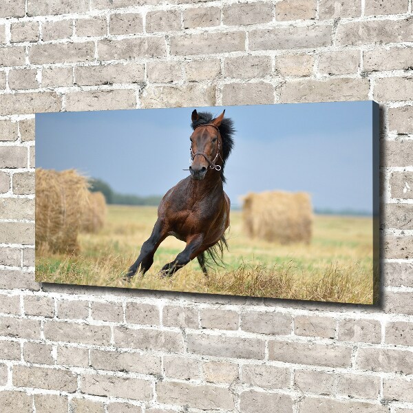 Canvas wall art Horse at a gallop