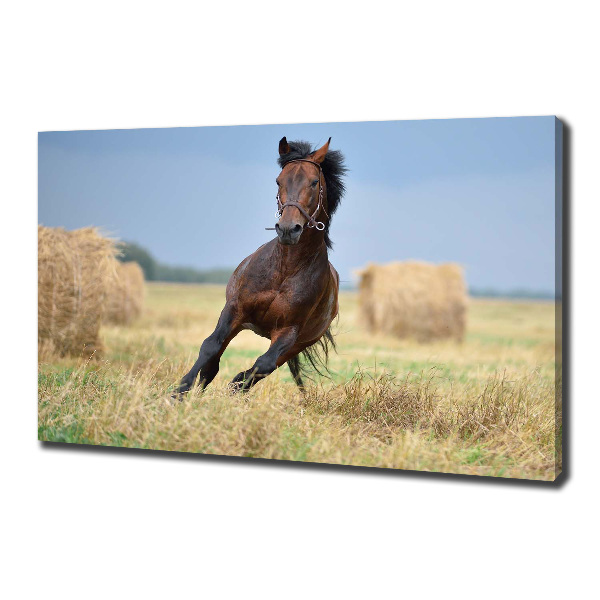 Canvas wall art Horse at a gallop