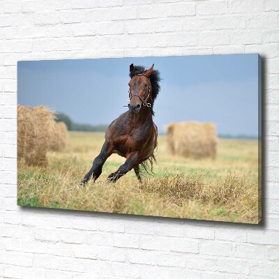 Canvas wall art Horse at a gallop