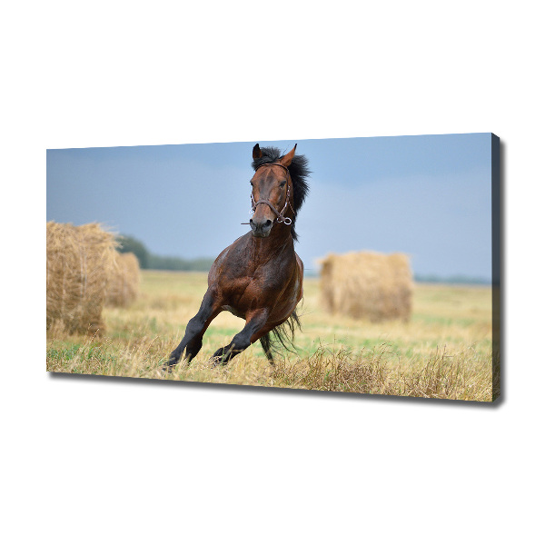 Canvas wall art Horse at a gallop