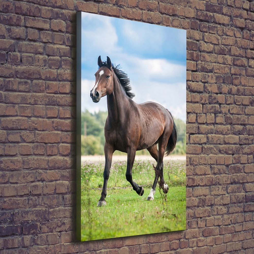 Canvas wall art Horse