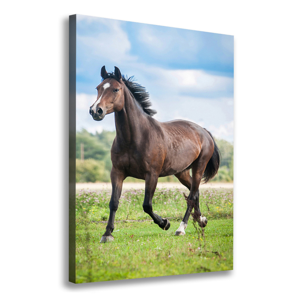 Canvas wall art Horse