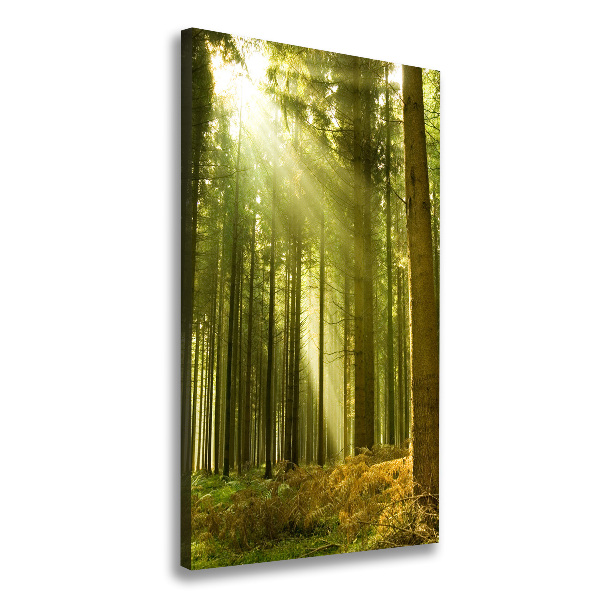 Wall canvas art The sun in the forest