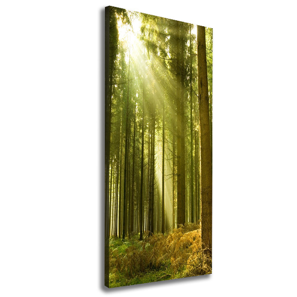 Wall canvas art The sun in the forest