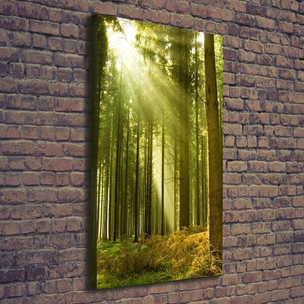 Wall canvas art The sun in the forest