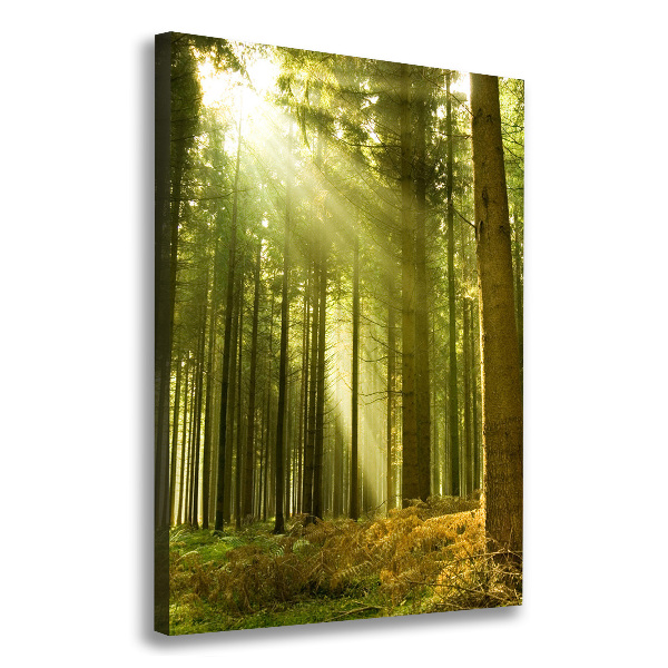 Wall canvas art The sun in the forest