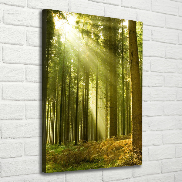 Wall canvas art The sun in the forest