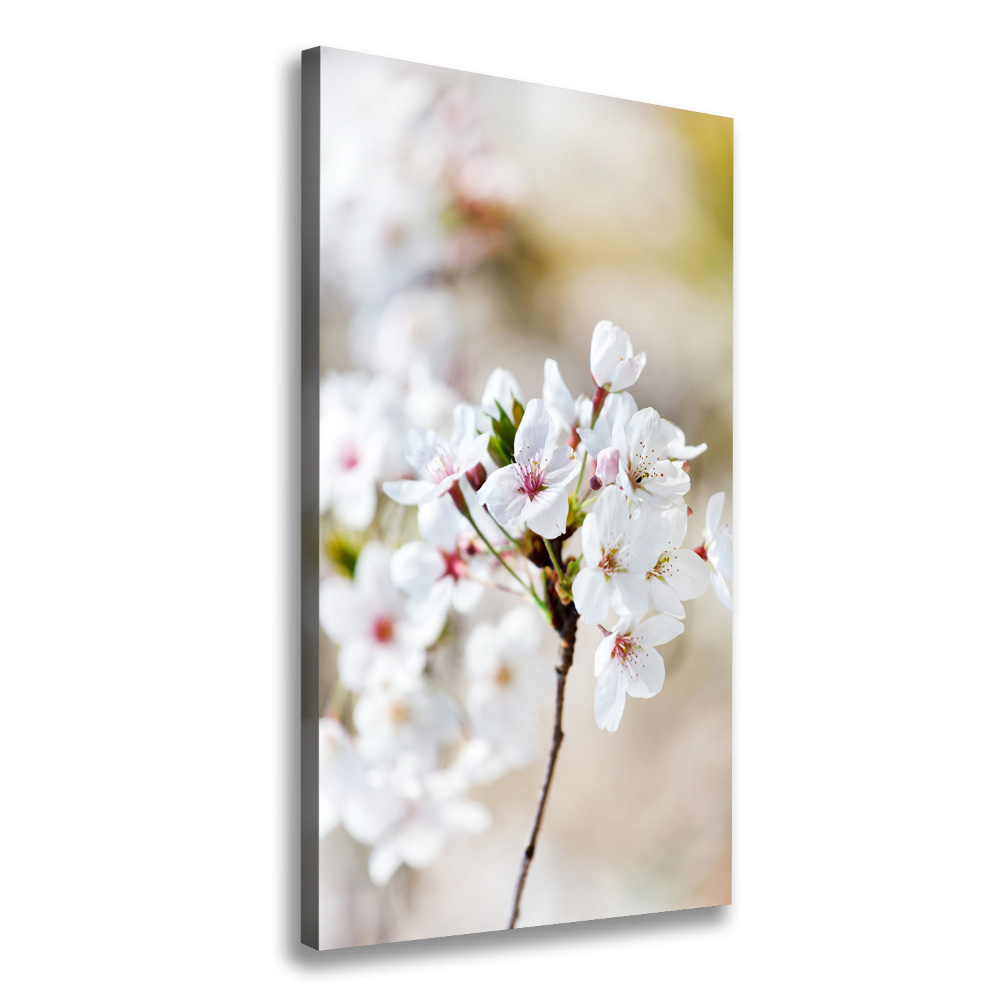 Wall art canvas Cherry blossoms