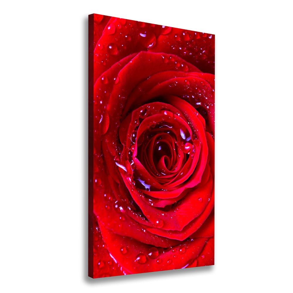 Picture canvas print Red rose