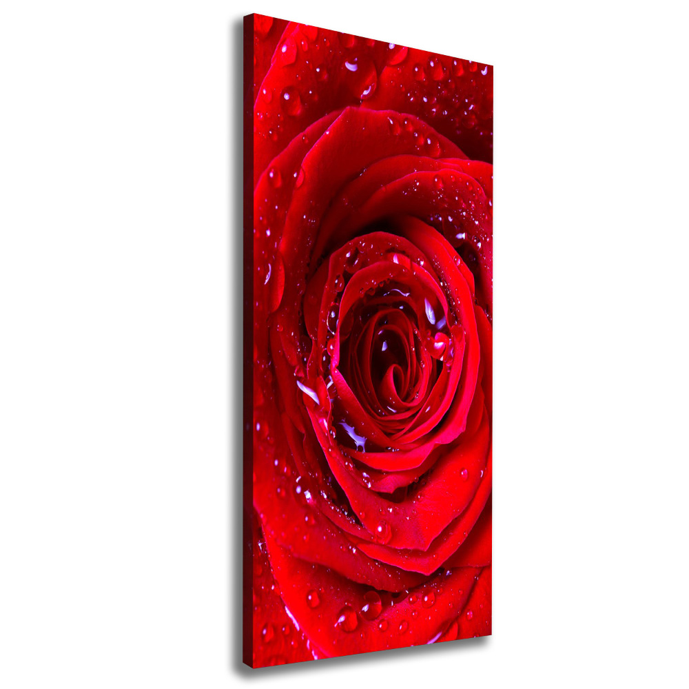 Picture canvas print Red rose