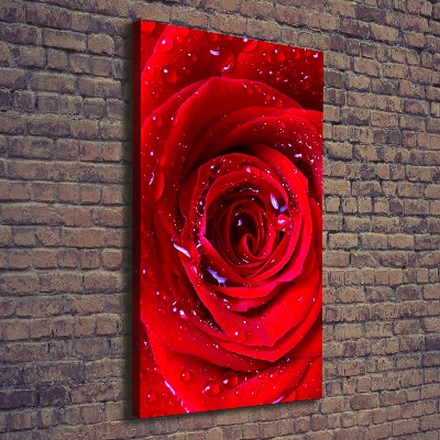 Picture canvas print Red rose