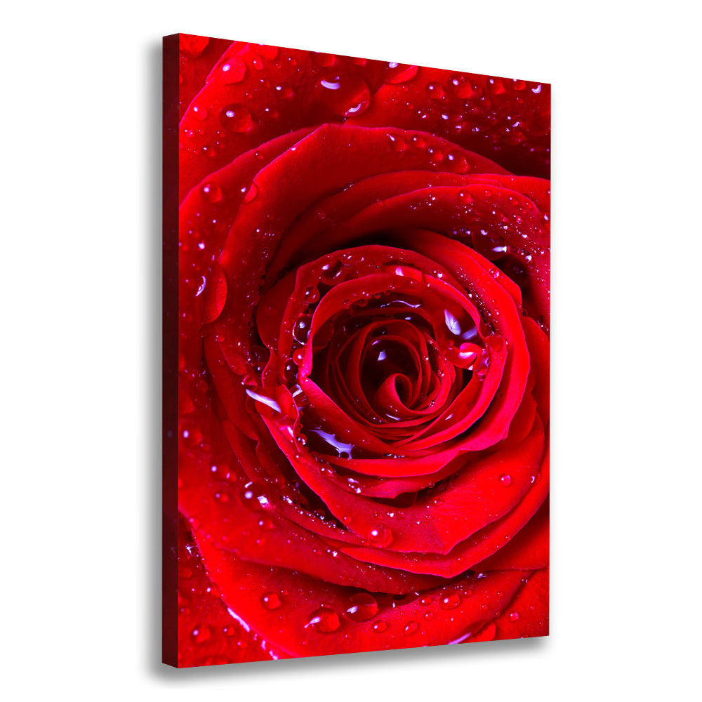 Picture canvas print Red rose