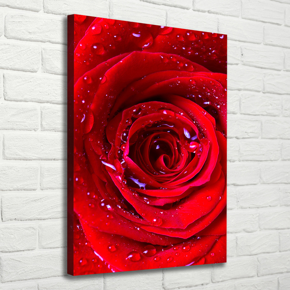 Picture canvas print Red rose