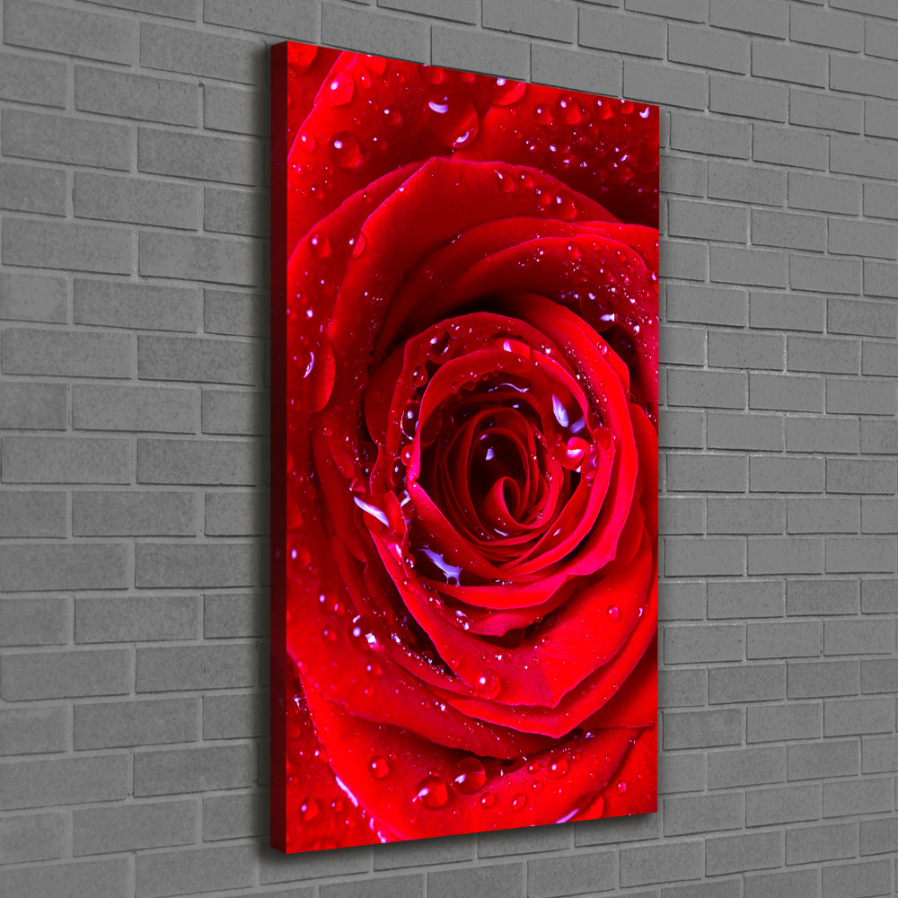 Picture canvas print Red rose