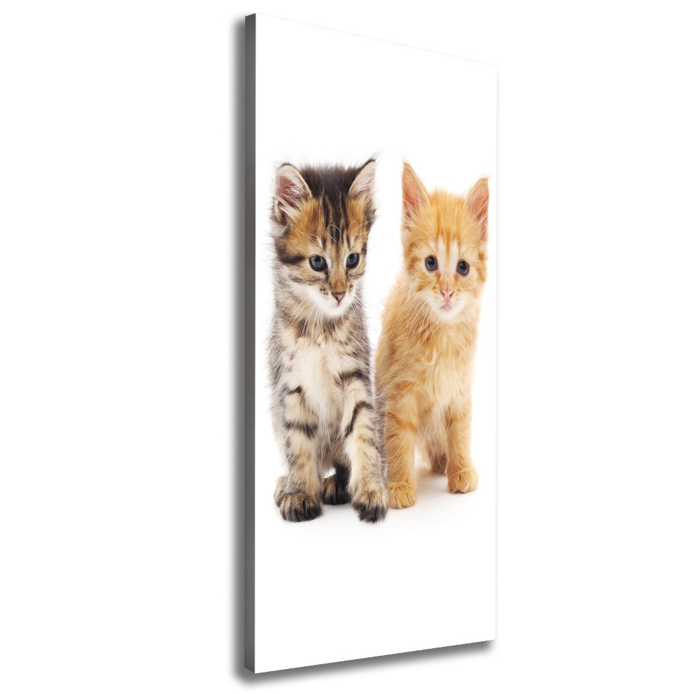 Canvas wall art Gray and red cat