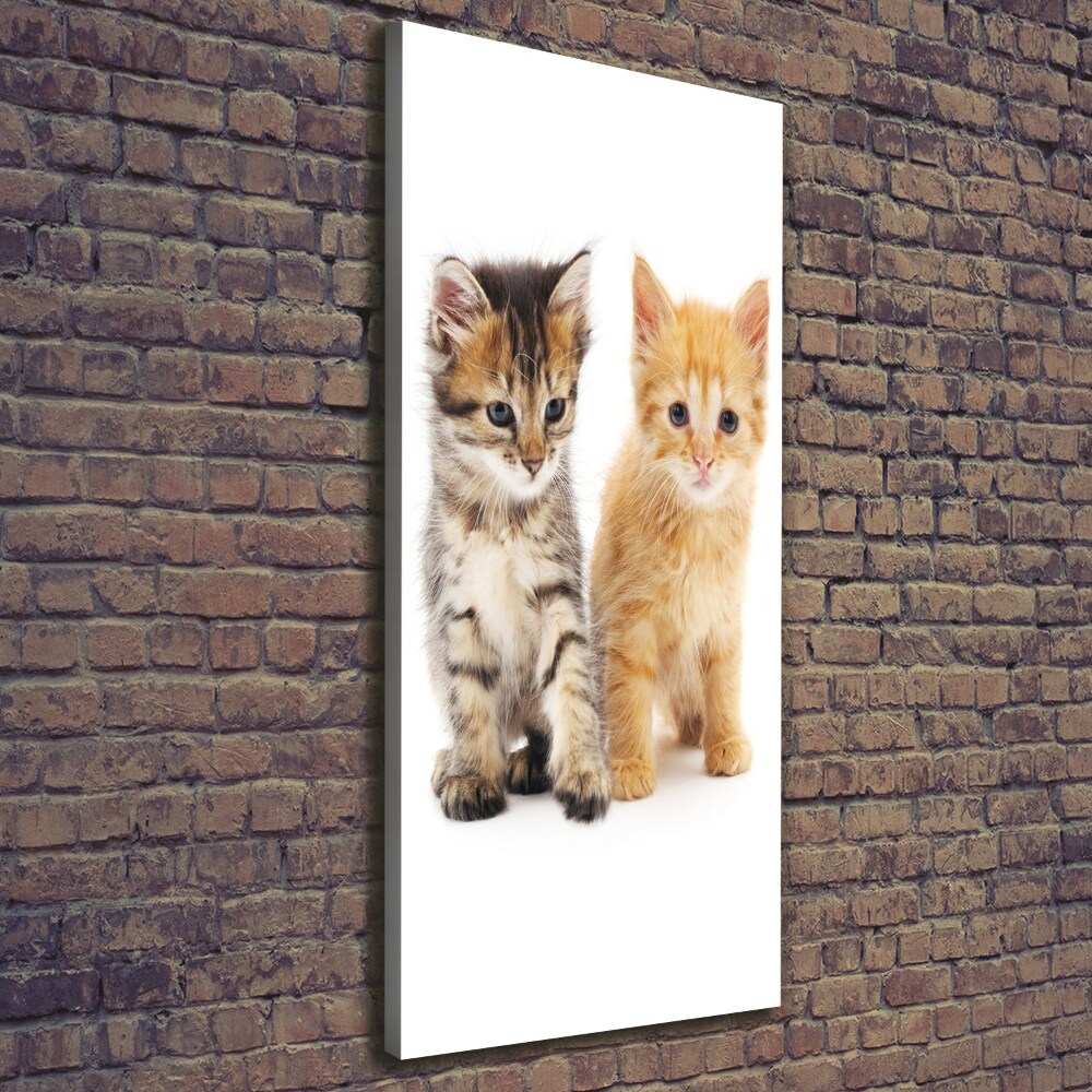 Canvas wall art Gray and red cat