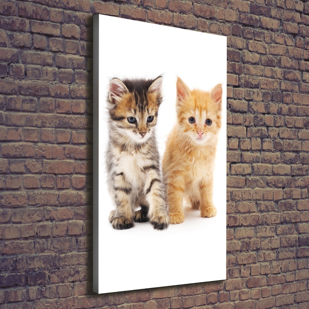 Canvas wall art Gray and red cat