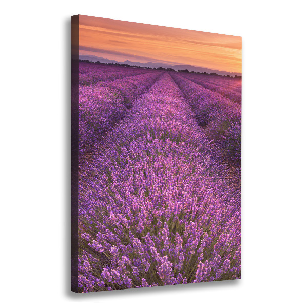 Canvas wall art Lavender field