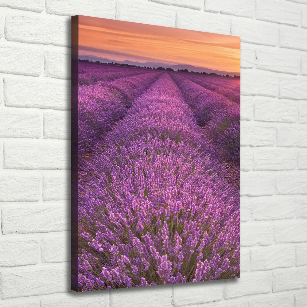 Canvas wall art Lavender field