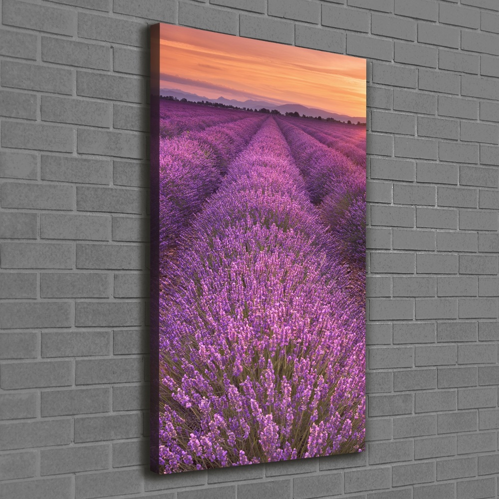 Canvas wall art Lavender field