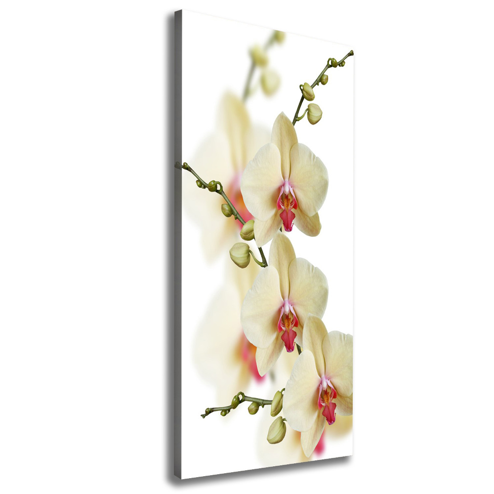 Picture canvas print Orchid