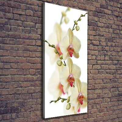 Picture canvas print Orchid