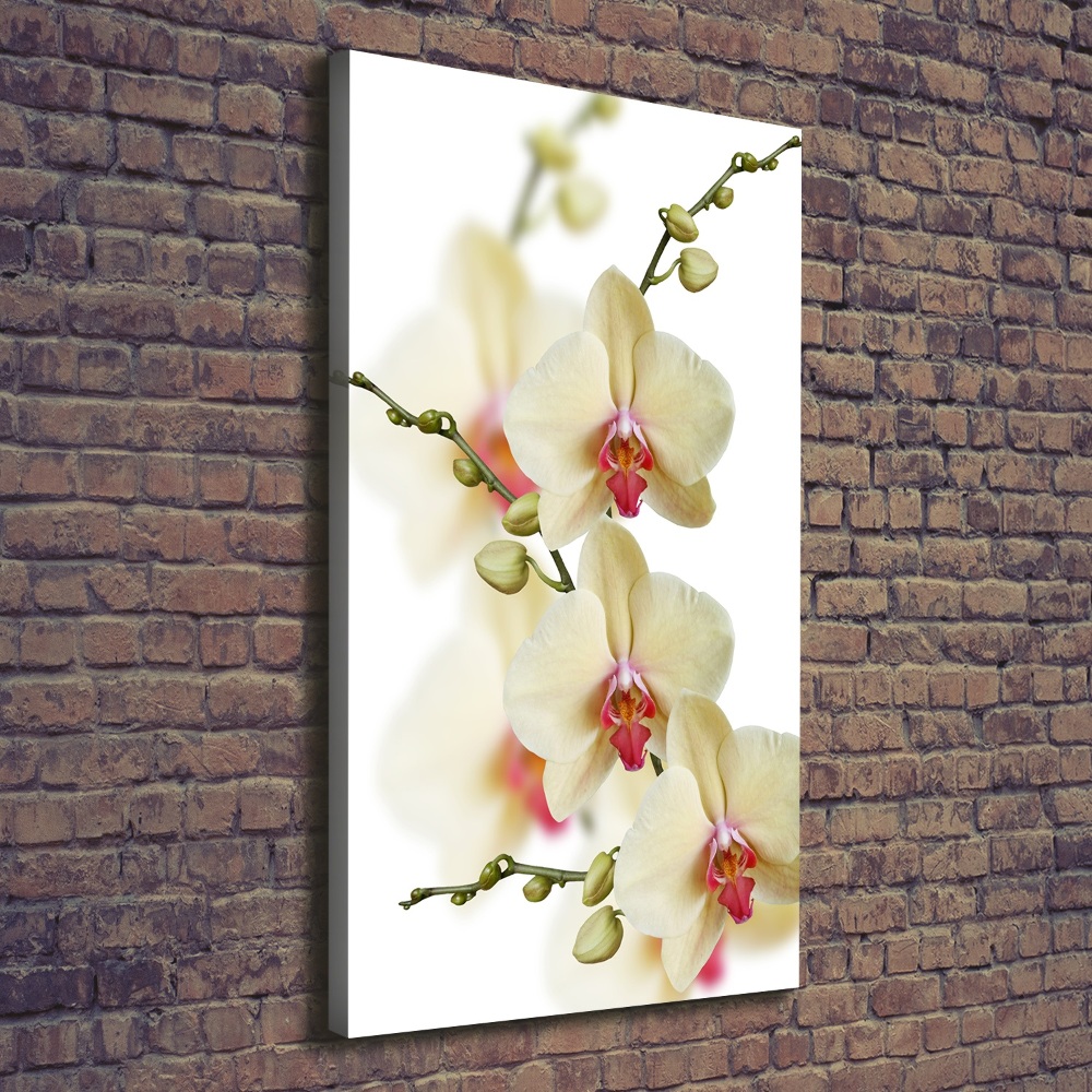 Picture canvas print Orchid