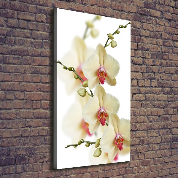 Picture canvas print Orchid