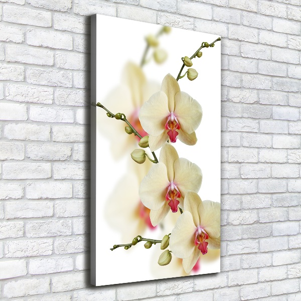 Picture canvas print Orchid