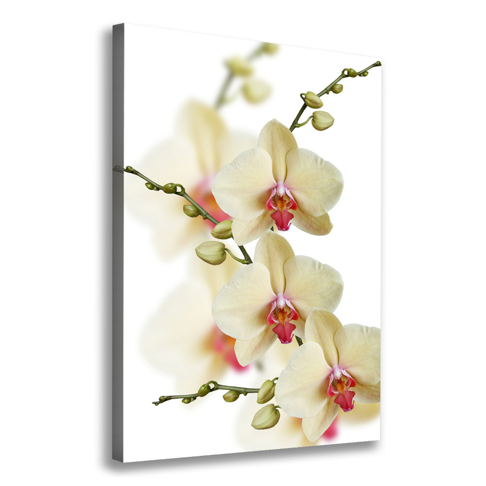 Picture canvas print Orchid